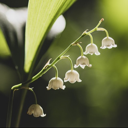 Photo de Josefina CONDE GALINANES NÉE MORENO SOBRINO