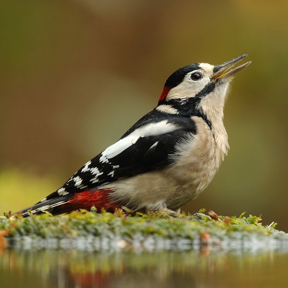 Photo de Marcel ROSBURGER