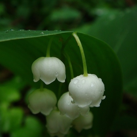 Photo de François SENGER